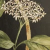 Liberty Interiors Wallpaper|Wallpaper^Magical Plants in Jade